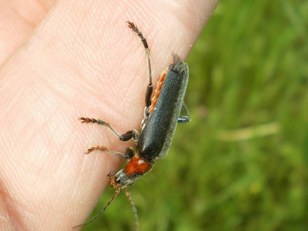 Cantharis fusca